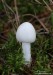 muchomůrka jízlivá (Houby), Amanita virosa (Fungi)
